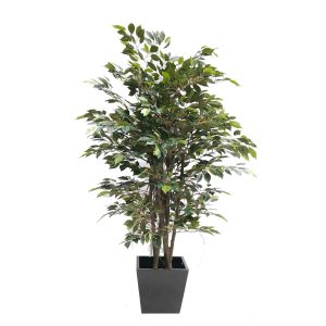 Ficus Tree with Hanging Roots 180cm complete with Decorative Fiberglass Pot