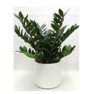 Zamiifolia Zanzibar Plant Real Touch 75cm with Decorative Fiberglass Pot
